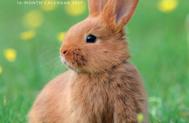 Rabbits Calendar 2027
