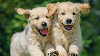Puppies Mini Calendar 2027