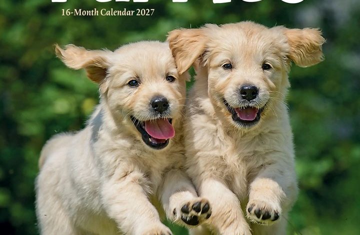 Puppies Mini Calendar 2027