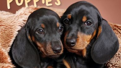 Puppies Mini Desk Calendar 2027