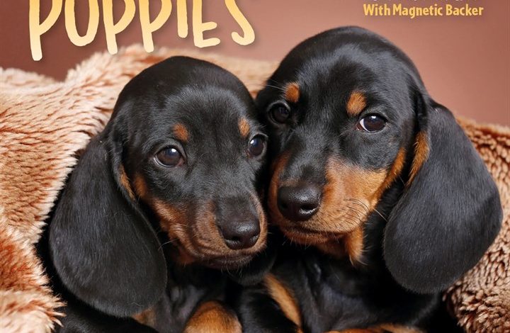 Puppies Mini Desk Calendar 2027