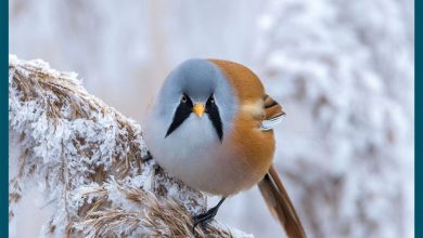 RSPB