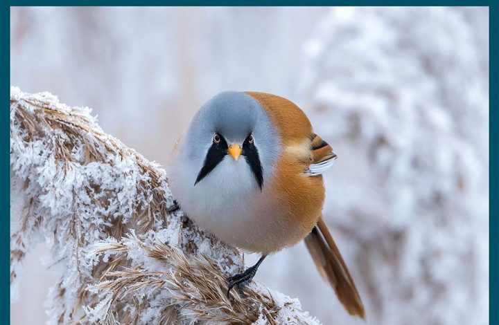 RSPB