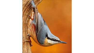 RSPB