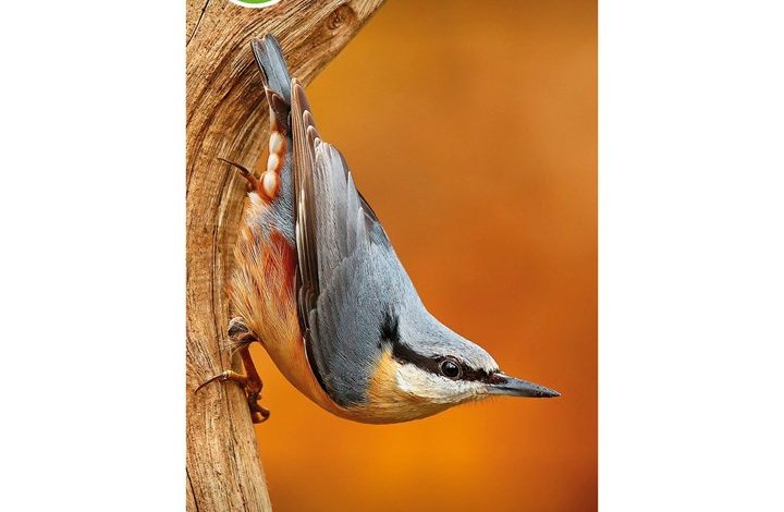 RSPB