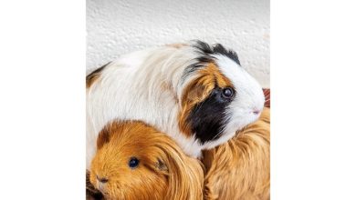 RSPCA Slim Diary 2027