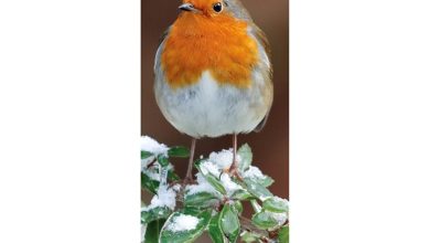 RSPB