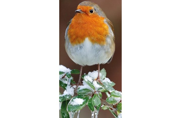 RSPB