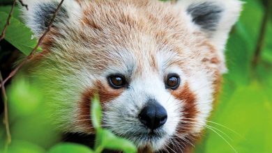 Red Panda Calendar 2027