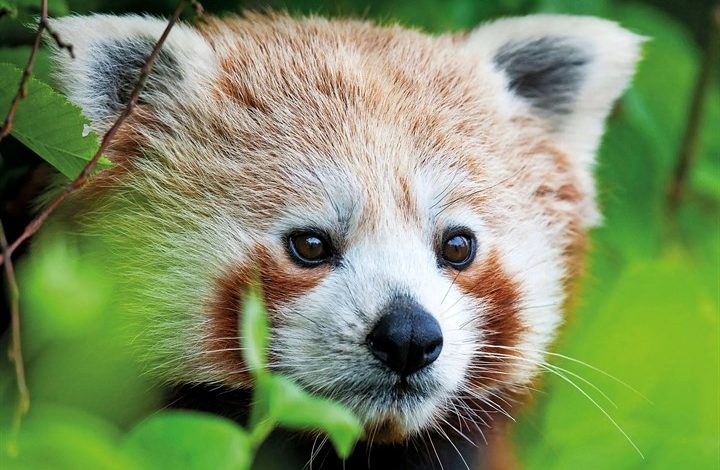 Red Panda Calendar 2027