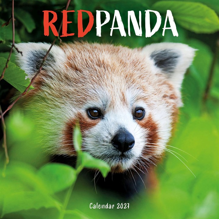 Red Panda Calendar 2027