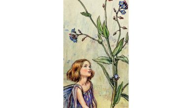Flower Fairies Slim Calendar 2027