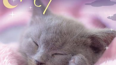 Naptime Cats Calendar 2027