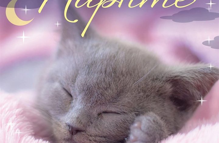Naptime Cats Calendar 2027
