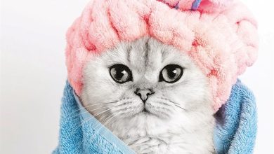 Cats Calendar 2027