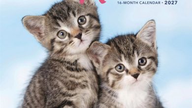 Cute Kittens Calendar 2027