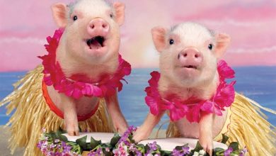 Playful Pigs Calendar 2027