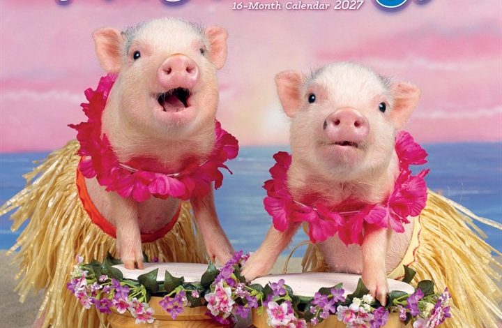 Playful Pigs Calendar 2027