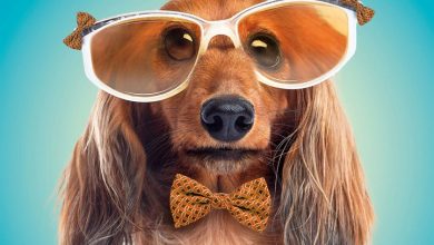 Dogs in Disguise Calendar 2027