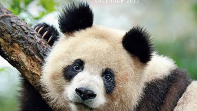 WWF