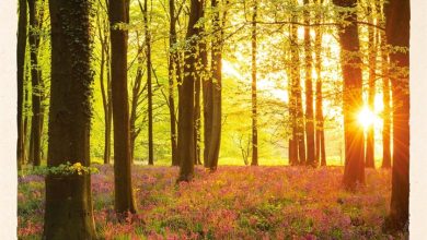 Scenic Woodland Calendar 2027