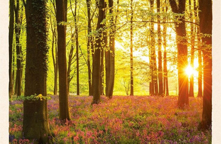 Scenic Woodland Calendar 2027