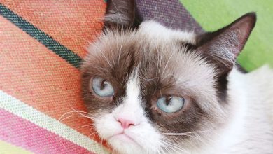 Grumpy Cat Mini Calendar 2027