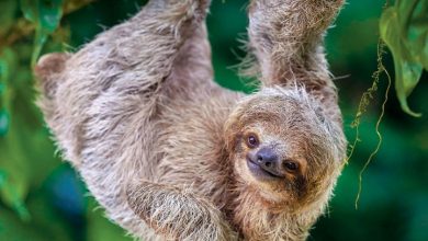 Sloths Mini Calendar 2027