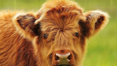 Highland Cows Mini Calendar 2027