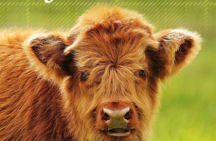 Highland Cows Mini Calendar 2027