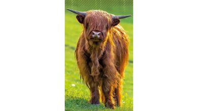 Highland Cows Slim Calendar 2027