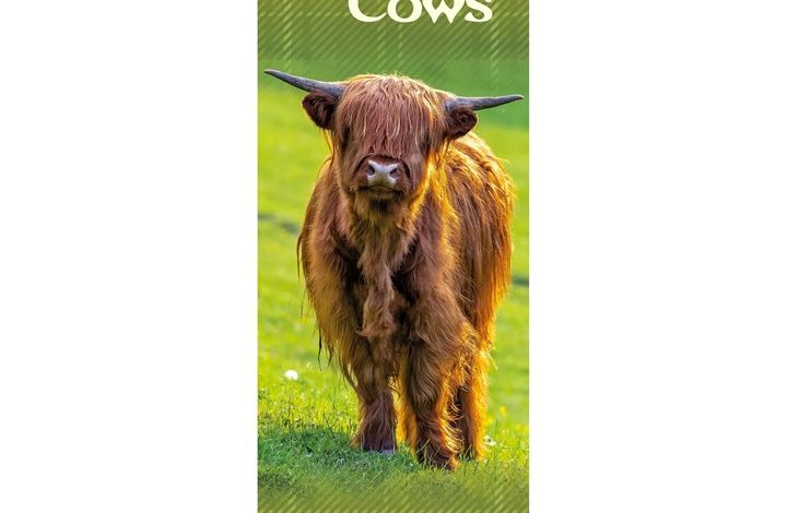 Highland Cows Slim Calendar 2027