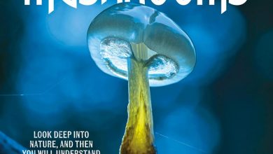 Marvellous Mushrooms Calendar 2027