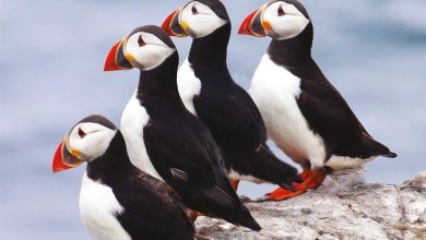 Puffins Calendar 2027