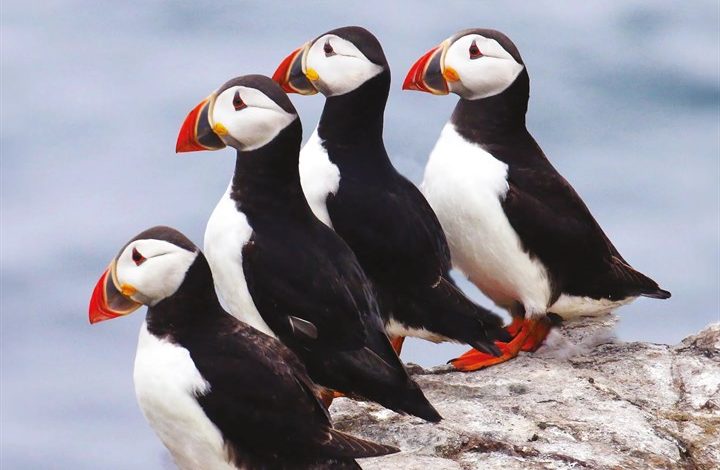 Puffins Calendar 2027