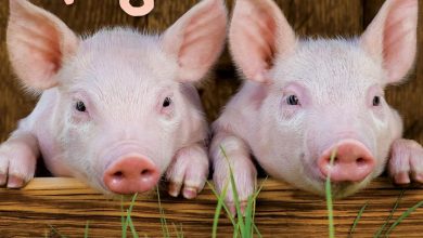 Mini Pigs Calendar 2027