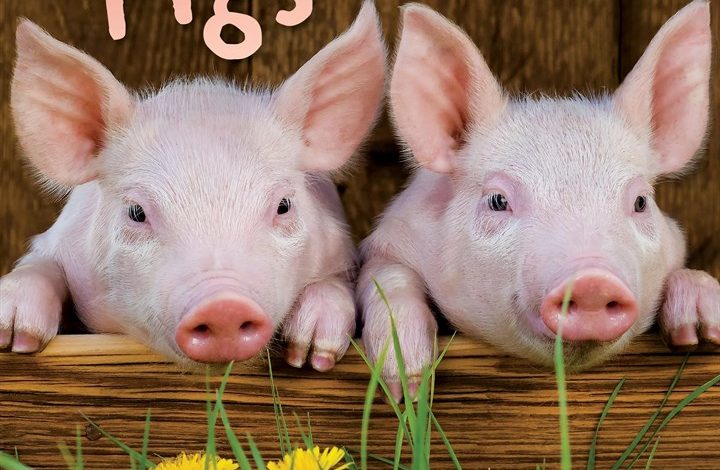 Mini Pigs Calendar 2027