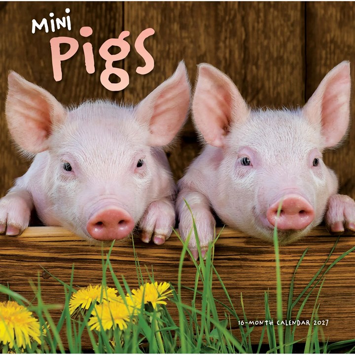 Mini Pigs Calendar 2027