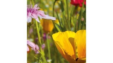 National Trust Slim Diary 2027