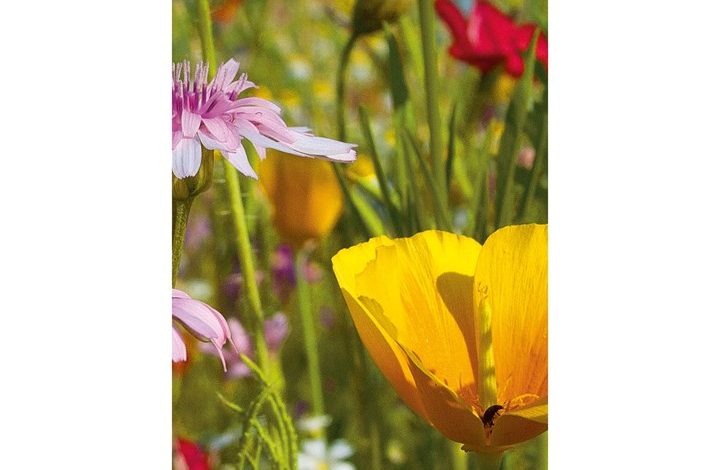 National Trust Slim Diary 2027