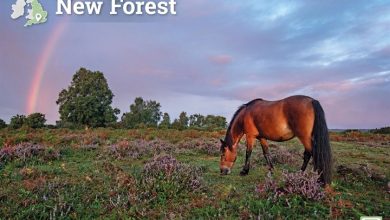 New Forest A4 Calendar 2027