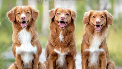 Nova Scotia Duck Tolling Retriever Calendar 2027