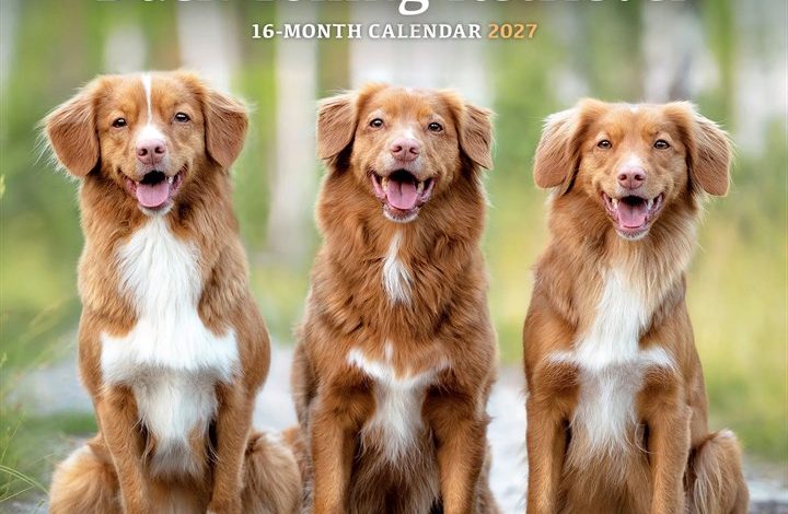 Nova Scotia Duck Tolling Retriever Calendar 2027