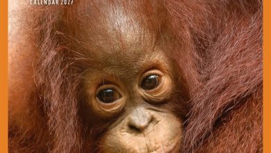 Orangutan Calendar 2027