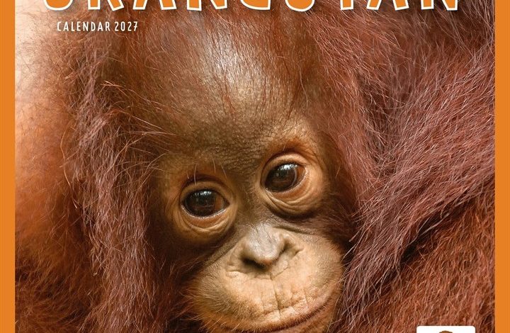 Orangutan Calendar 2027