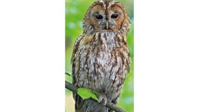 RSPB