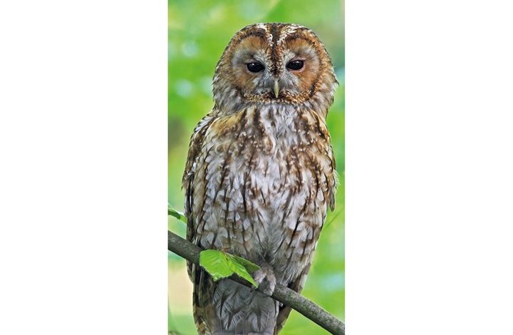 RSPB