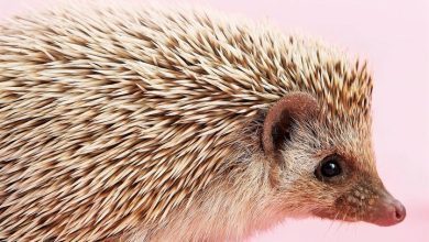 Hedgehogs Calendar 2027