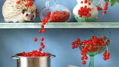 Hedgehogs! Calendar 2027