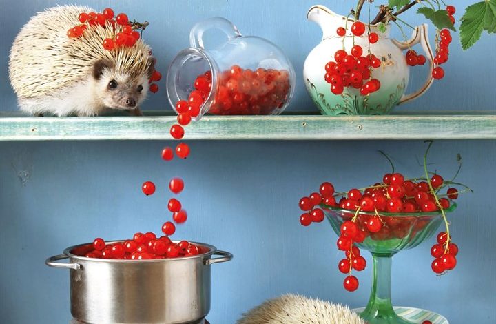 Hedgehogs! Calendar 2027